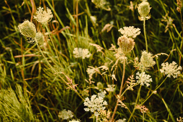 grass and flowers