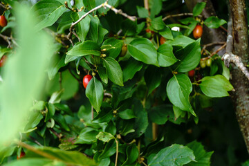 pick your dogwoods in the garden