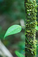 green leaves of a tree