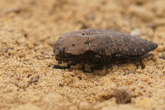 Closeup on a quite large brown mediterranean Jewel beetle , Capnodis tenebricosa, on the ground