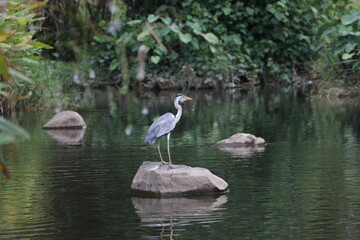 Grey Heron