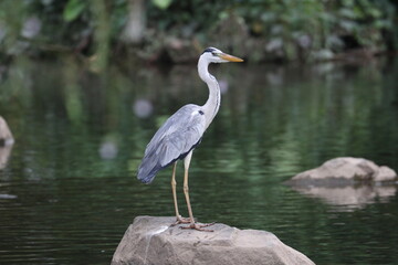Grey Heron
