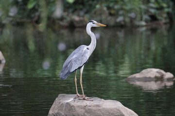 Grey Heron