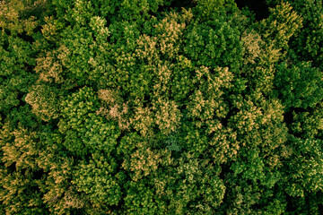 Late summer in forest aerial top view. Mixed forest, green and yellow deciduous trees as august background.Soft light in countryside woodland or park.Drone shoot above colorful green texture in nature - obrazy, fototapety, plakaty
