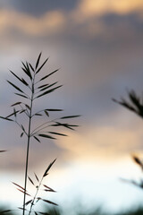 Fototapeta premium Green grass background in sunlight. Bright bokeh. Soft focus.