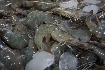 Freshly harvested white prawn vannamei