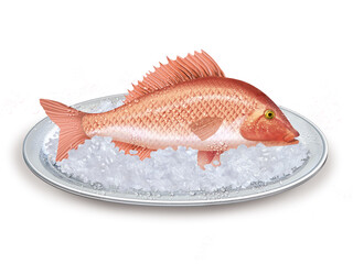vivaneau, poisson, plateau, glace pilé, fraîcheur, frais, pêche, aliment, mer, animal, ailette, sain, queue, fond blanc, attraper, repas, cuisiner, plat, viande