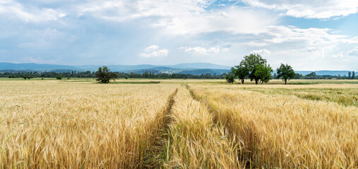 wheat field and sky