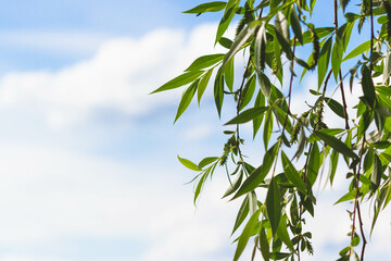 Tree branches in the foreground. Green leaves against the blue sky.