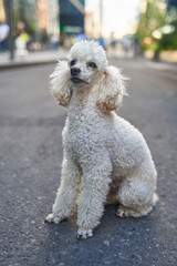 White miniature poodle pedigree dog standing on the asphalt road and posing to the camera