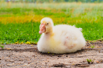 Gosling. Poultry farm for breeding geese. Little goose chicks in the grass.