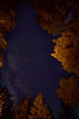 Stars bright night sky with trees illuminated by fire