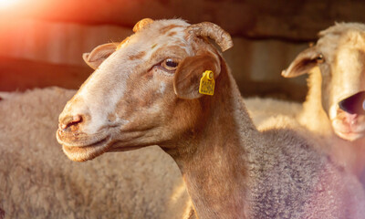 A flock of sheep in a paddock. Sheep pasture. Livestock in the barn.