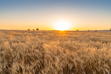 Fototapeta premium wheat field at sunset