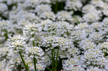 Iberis sempervirens evergreen candytuft perenial flowers in bloom, group of white springtime flowering rock plants