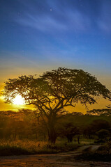 Fototapeta na wymiar Sunset over the African savannah and its famous acacia trees 