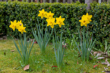 Selective focus on Daffodil flowers growing on a lawn during springtime. Daffodil is also known as Narcissus