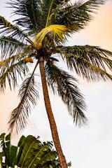 Martinique, Coconut Palms