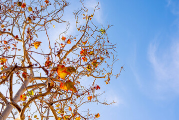 Tree in spring season with sky background.