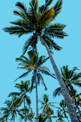Fototapeta na wymiar Comoros, Coconut Palms on a Blue background