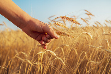 child's hand holding ears of wheat
