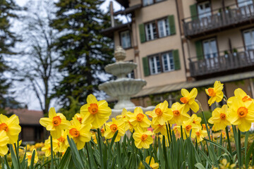 Selective focus on daffodil flowers in the bottom of the frame, in the background is a typical unrecognisable Swiss chalet building