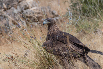 aigle royal