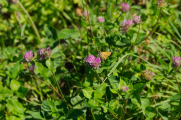 Large Skipper butterfly (Ochlodes sylvanus) perched on a pink flower in Zurich, Switzerland