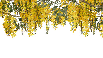 Obraz premium Cassia fistula or golden shower flowers watercolor with transparent background