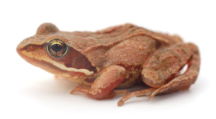 Small tree frog.