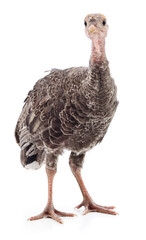 Chicken turkey isolated.