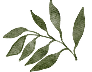 Cassia fistula or golden shower flowers watercolor with transparent background