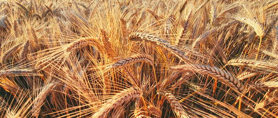 Der goldene Weizen auf dem Feld