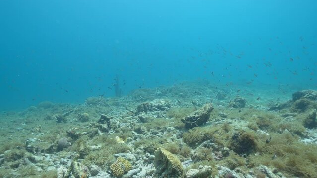 FPV Seascape with various fish, coral, and sponge in the coral reef of the Caribbean Sea, Curacao