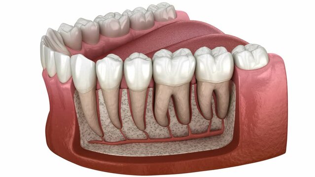 Dental Root anatomy of mandibular human gum and teeth, x-ray view. Medically accurate tooth 3D animation