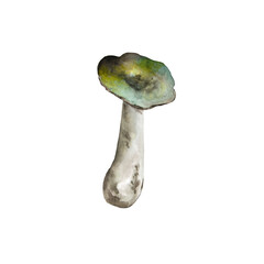 Syroezhka mushroom, watercolor. A bitmap image on a white background. It can be used on postcards, posters, patterns.