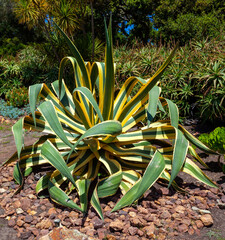 California agave cactus