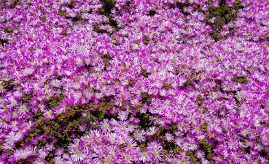 Obraz premium Blooming California Pacific coast ice plant.