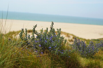 Eine Düne mit hübschen Pflanzen an einem Strand am Meer