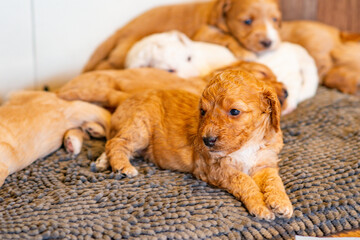 Cockapoo Welpen 4 Wochen Alt