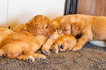 Cockapoo Welpen 4 Wochen Alt