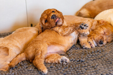 Cockapoo Welpen 4 Wochen Alt