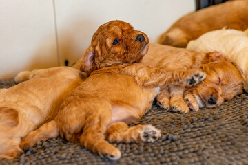 Cockapoo Welpen 4 Wochen Alt
