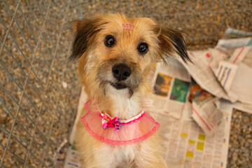 Um cão sem dono, disponível para adoção, na feira de adoção de animais resgatado das ruas.