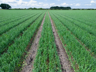 Fototapeta na wymiar Low level aspect aerial view of a crop of onions in the rural English countryside farmland