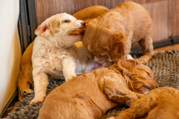 Cockapoo Welpen 4 Wochen Alt