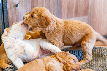 Cockapoo Welpen 4 Wochen Alt