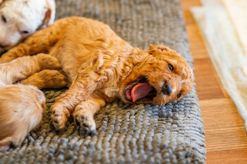 Cockapoo Welpen 4 Wochen Alt