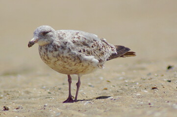 A beautiful gull at the beach on the sand