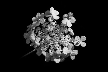 Hydrangea flower in a black and white detail study